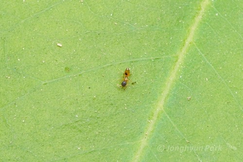 มดเหม็น · Ghost Ant · Tapinoma melanocephalum