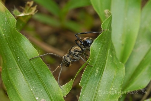 มดหนามหีบทองง่าม · Polyrhachis proxima