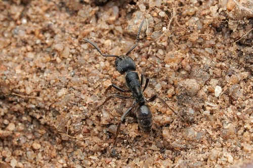 มดไอ้ชื่นดำ · Odontoponera denticulata