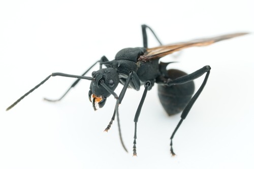 มดหนามกระทิงดำ · Armed Spiny Ant · Polyrhachis armata