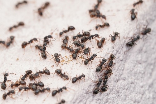 มดก้นห้อยธรรมดา · Cocoa Black Ant · Dolichoderus thoracicus
