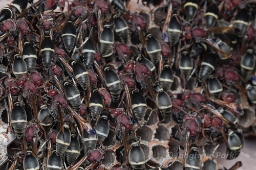แตนกระดาษ · Ropalidia magnanima
