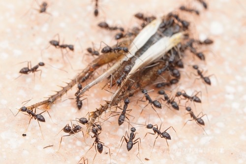 มดรำคาญขายาว · Longhorn Crazy Ant · Paratrechina longicornis