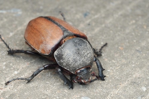 ด้วงกว่างซางเหนือ · five-horned Rhinoceros Beetle · Eupatorus gracilicornis