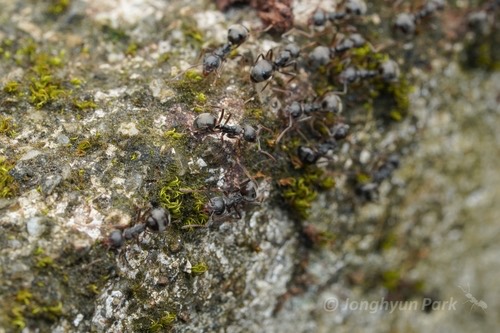 มดก้นห้อยธรรมดา · Cocoa Black Ant · Dolichoderus thoracicus
