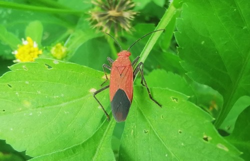 Leptocoris augur