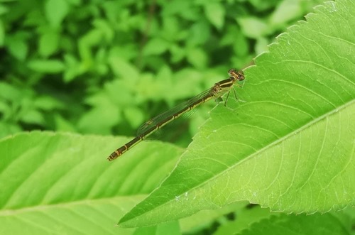 แมลงปอเข็มเล็กจุดเขียว · marsh wisp · Agriocnemis minima