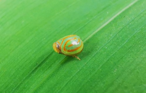 เพลี้ยกระโดดลายแตงโม · Hemisphaerius interclusus