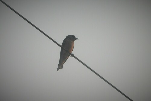 นกแอ่นพง · Ashy Woodswallow · Artamus fuscus