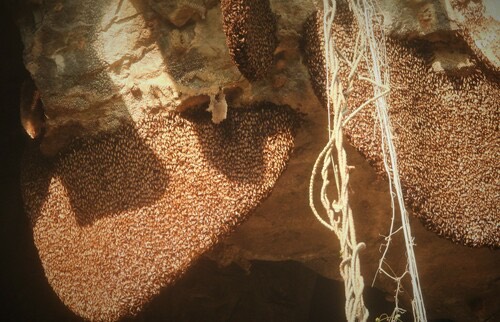 ผึ้งหลวง · Giant Honey Bee · Apis dorsata
