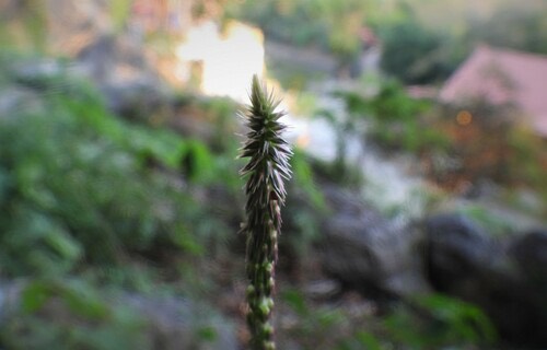 พันงู · Devil's Horsewhip · Achyranthes aspera