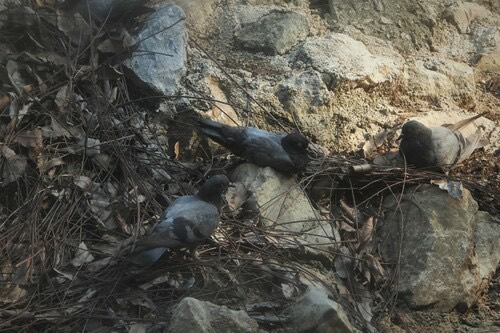 นกพิราบป่าปละ · Feral Pigeon · Columba livia domestica