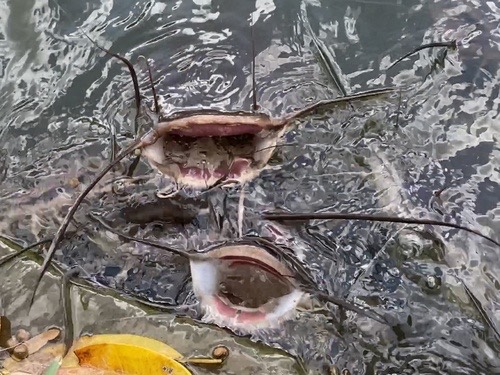 ปลาดุกแอฟริกา · Sharptooth Catfish · Clarias gariepinus