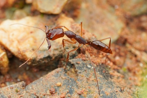มดกระโดดเหลือง · Odontomachus rixosus