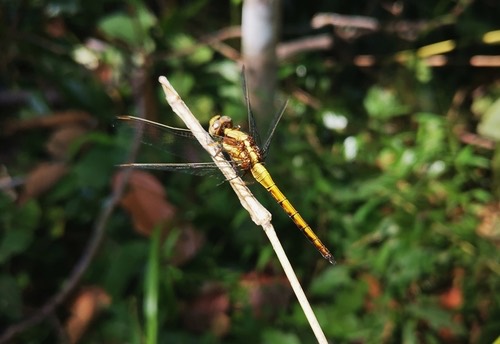แมลงปอบ้านเสือฟ้าหน้าดำ · Blue Marsh Hawk · Orthetrum glaucum