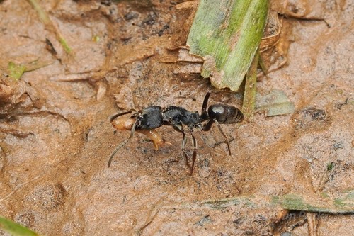 มดไอ้ชื่นดำ · Odontoponera denticulata