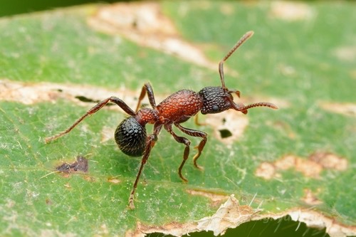 มดหลุม · Stictoponera bicolor