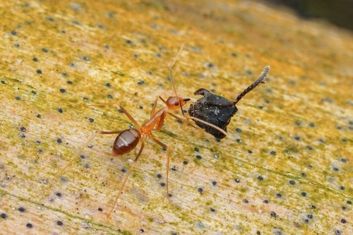 มดน้ำผึ้ง · Yellow Crazy Ant · Anoplolepis gracilipes