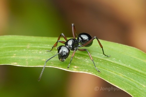 มดหนามเกลี้ยงดำ · Polyrhachis rastellata