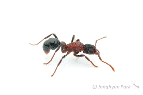 มดหลุม · Stictoponera bicolor