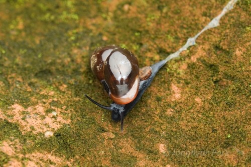 หอยเปลือกมันปากสั้น · Pupina artata