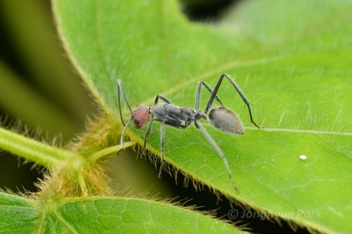 มดตะลานป่าหัวแดง · Camponotus singularis