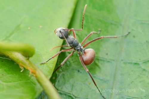 มดหนามกระทิงไฟ · Polyrhachis bicolor