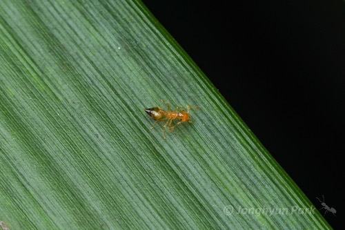 Crematogaster quadriruga