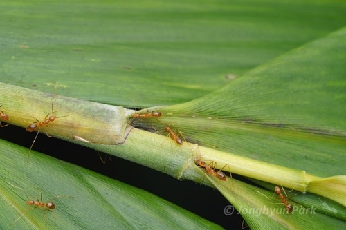 มดน้ำผึ้ง · Yellow Crazy Ant · Anoplolepis gracilipes
