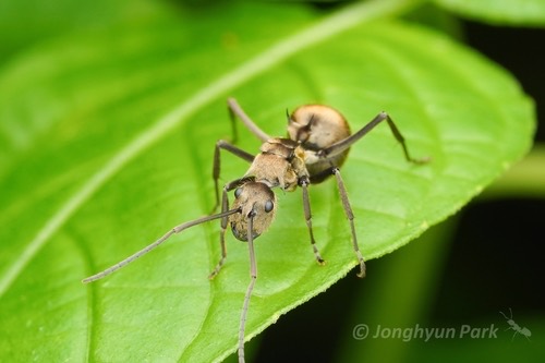 มดหนามหีบทองง่าม · Polyrhachis proxima