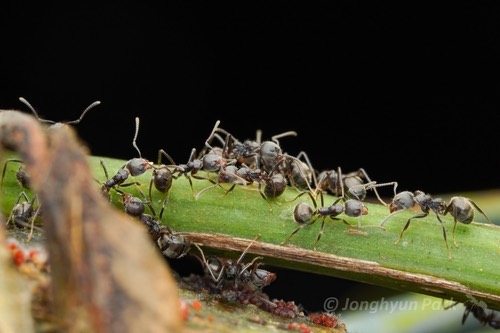 มดก้นห้อยธรรมดา · Cocoa Black Ant · Dolichoderus thoracicus