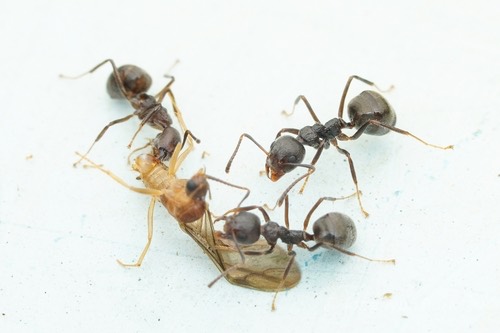 มดก้นห้อยธรรมดา · Cocoa Black Ant · Dolichoderus thoracicus