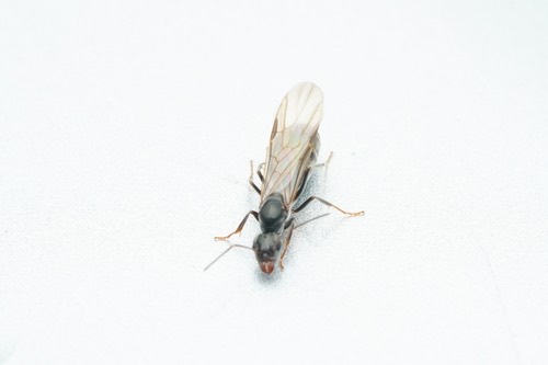 มดทุ่ง · Asian Tyrant Ant · Iridomyrmex anceps