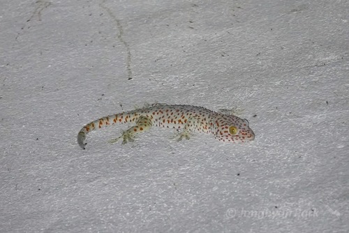 ตุ๊กแกบ้าน · Tokay Gecko · Gekko gecko