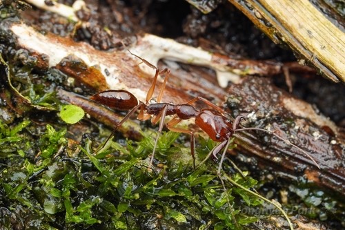มดกระโดดเหลือง · Odontomachus rixosus