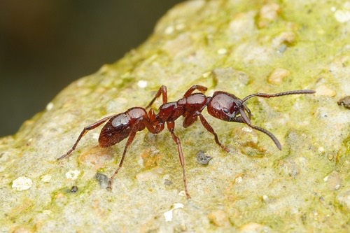 มดเล็บหวีพม่า · Leptogenys birmana