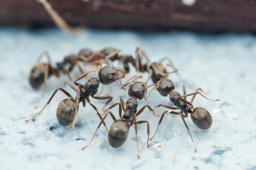 มดก้นห้อยธรรมดา · Cocoa Black Ant · Dolichoderus thoracicus