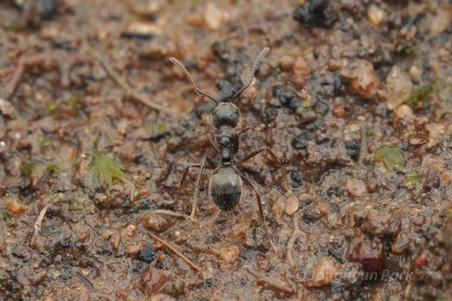 มดก้นห้อยธรรมดา · Cocoa Black Ant · Dolichoderus thoracicus