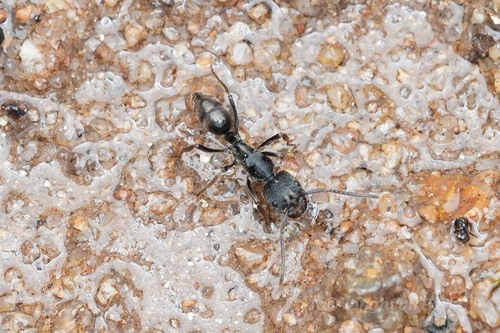 มดไอ้ชื่นดำ · Odontoponera denticulata