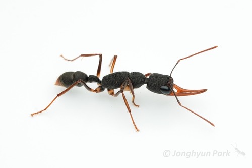มดเขี้ยวโง้ง · Giant Jumping Ant · Harpegnathos venator