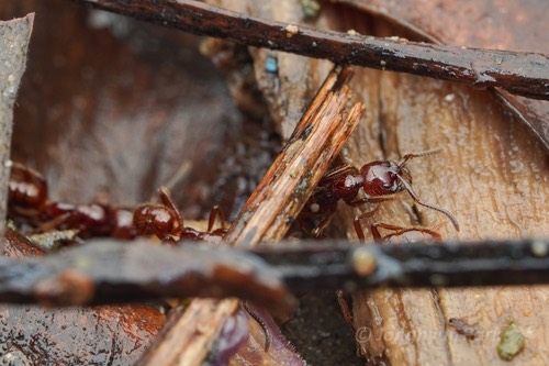 มดเล็บหวีพม่า · Leptogenys birmana