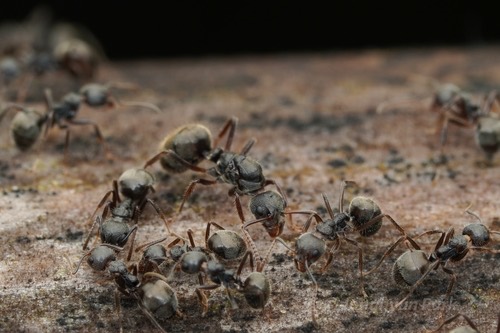 มดก้นห้อยธรรมดา · Cocoa Black Ant · Dolichoderus thoracicus