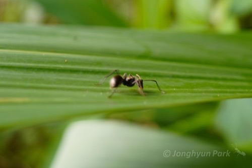 มดหนามหีบทองง่าม · Polyrhachis proxima