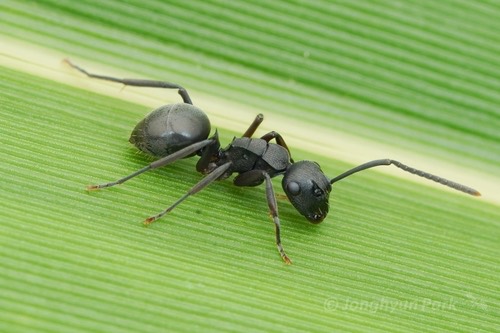 มดหนามปล้องไผ่ · Polyrhachis halidayi