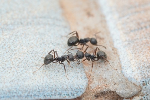 มดก้นห้อยธรรมดา · Cocoa Black Ant · Dolichoderus thoracicus