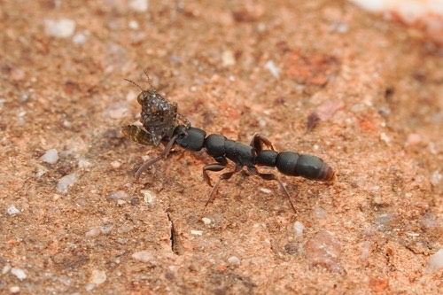 มดหลอดหม่น · Platythyrea parallela