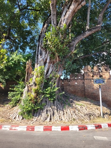โพ · Sacred fig · Ficus religiosa