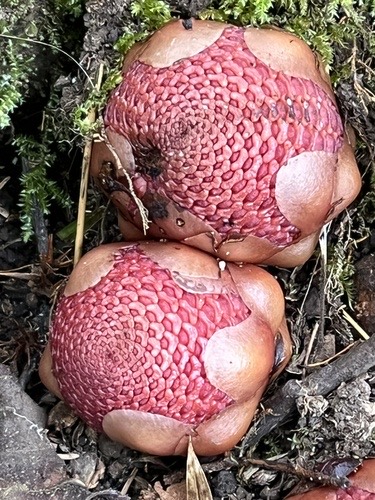 กากหมากตาฤๅษี · fungus root · Balanophora fungosa