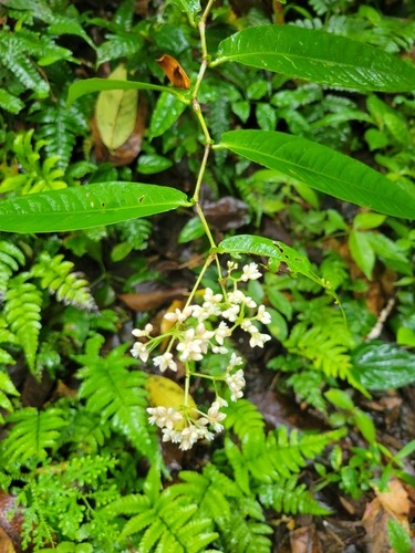 พญาดง · China knotweed · Persicaria chinensis