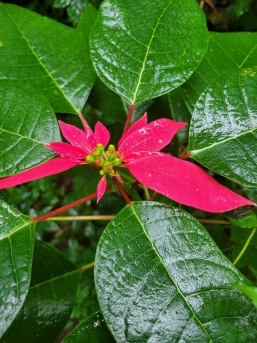 คริสต์มาส · Poinsettia · Euphorbia pulcherrima